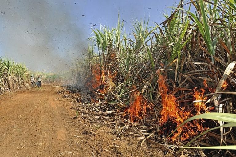 sugar-cane-burning-thailand