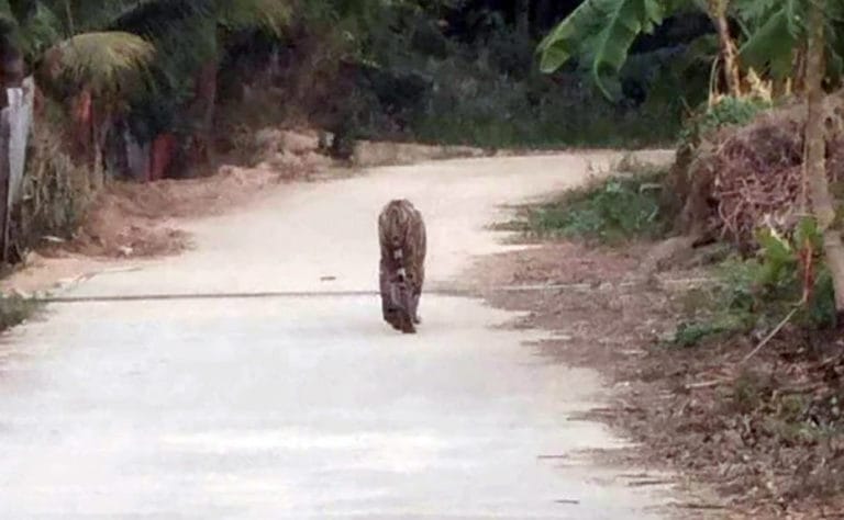 t-05-Efforts-underway-to-track-and-capture-tiger-seen-near-Kariang-Namtok-village-in-Kamphaeng-Phet