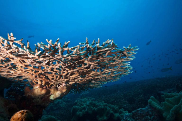 v5IMuY9JmnBgjqN5M5pk