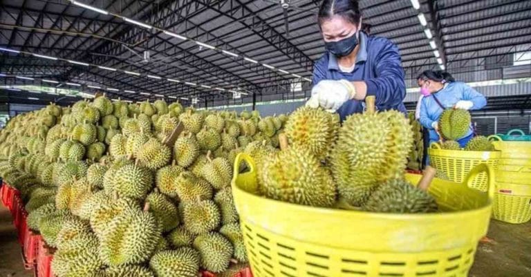 Thai-Durian-Exports-to-China-Surge-by-365-Percent-Amidst-Utilization-of-China-Laos-Railway-1024x535
