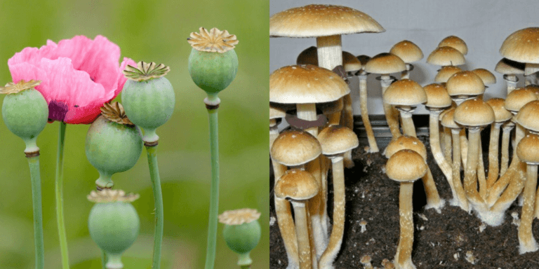 c71a9b531b34e08803e940ae4c5e426a