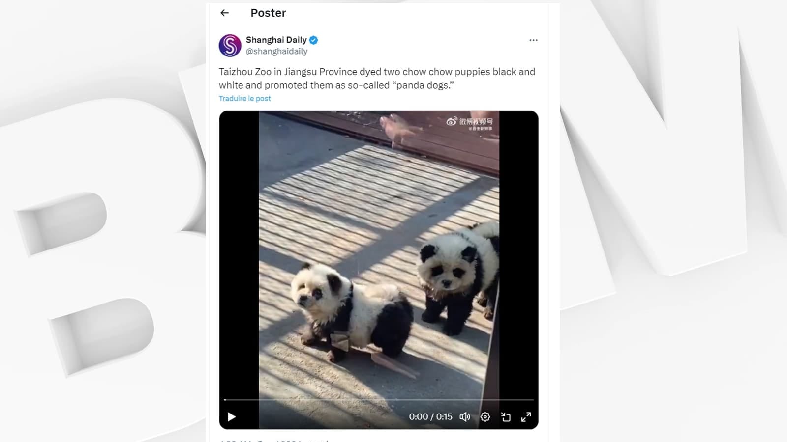 Le-zoo-de-Taizhou-a-devoile-le-1er-mai-2024-une-nouvelle-exposition-presentant-des-chiens-panda-1859951