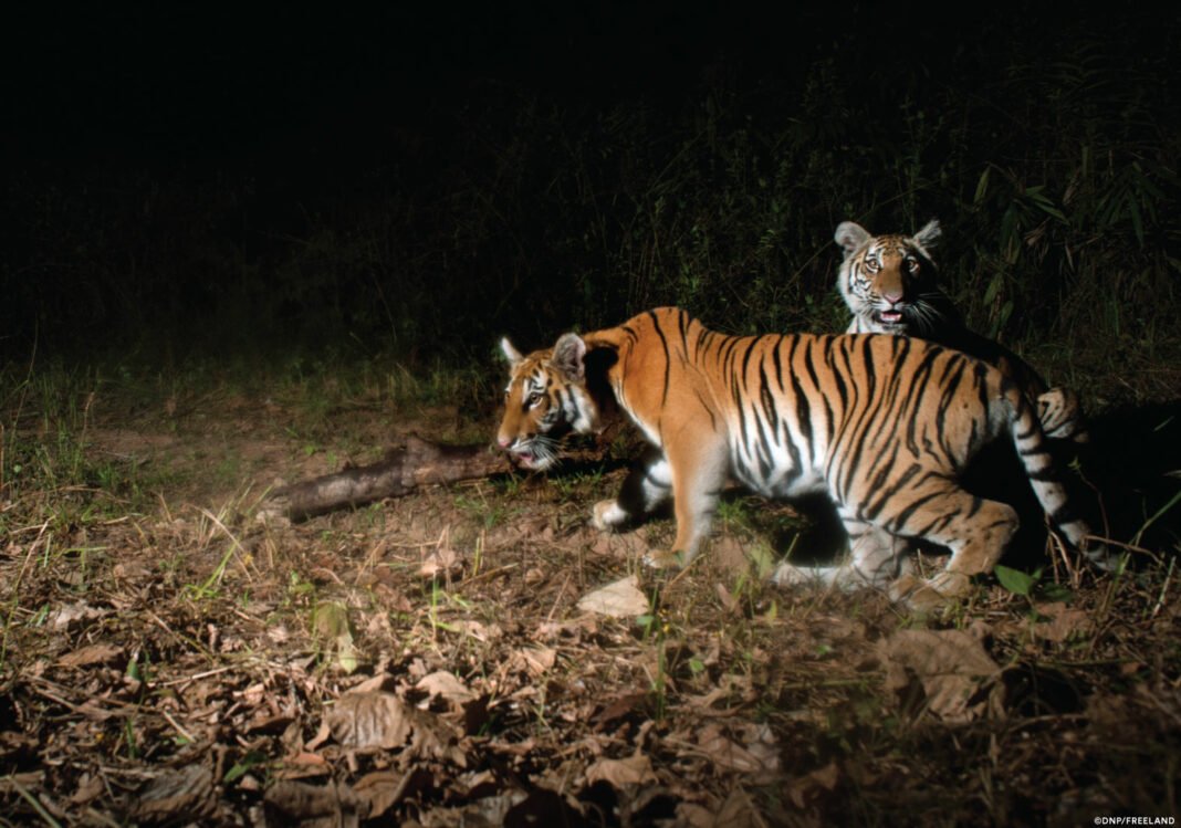 ThailandTiger15_CreditDNP-Freeland-1068x749