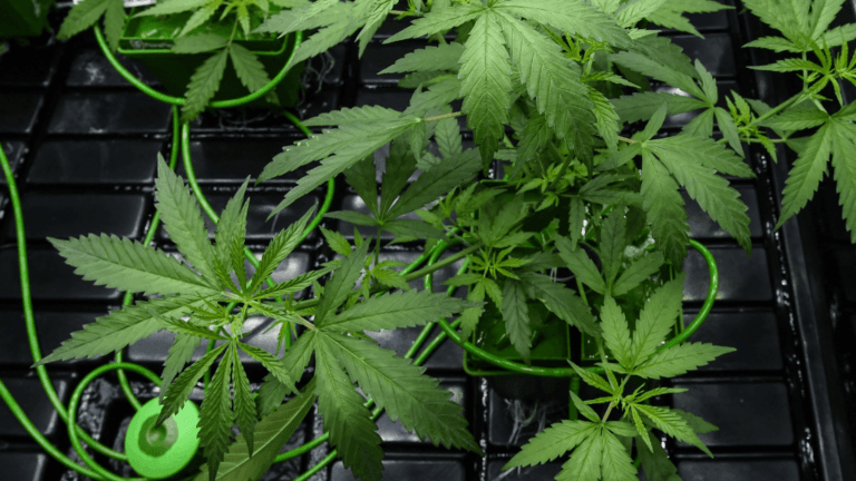 cannabis16_cc562811ec