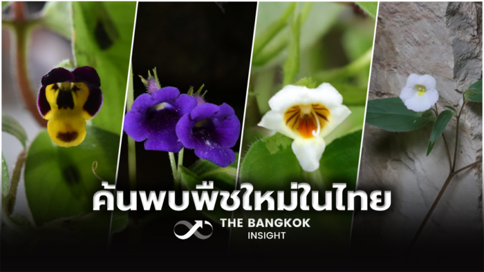 พืชใหม่-700x394