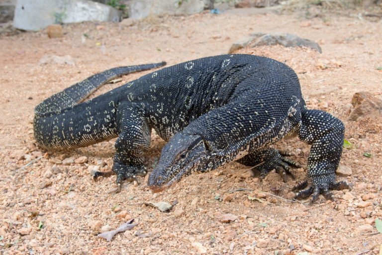 Varanus_salvator_-_01.thumb.jpg.dd730d50f9fdcd2464a2323c4375616a