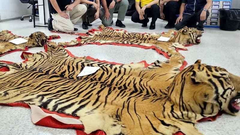 tiger5