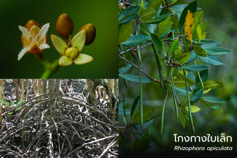 "petite mangrove" à Ranong