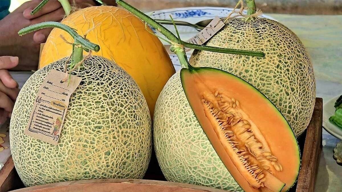 melon_cleanup-1
