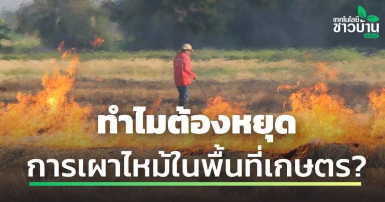 Newsเผาทำไม-scaled