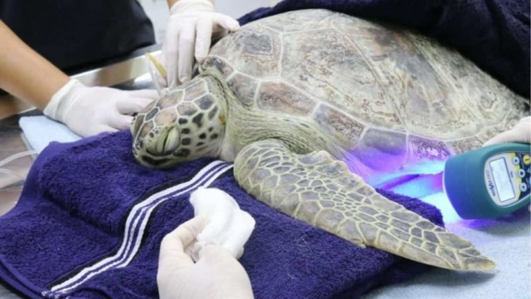 Thaiger-News-Featired-Image-51