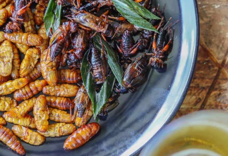 edible-insects-scaled.jpg.10c677ec1510a8c90aed22ca0a6d596a