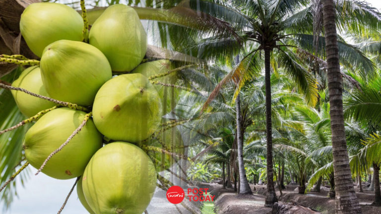 vyF6PYfPsYhCjMMvBfmY