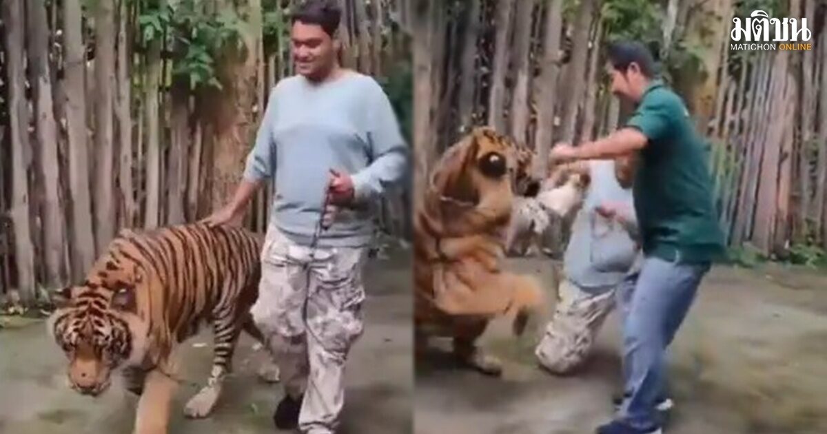 tiger5