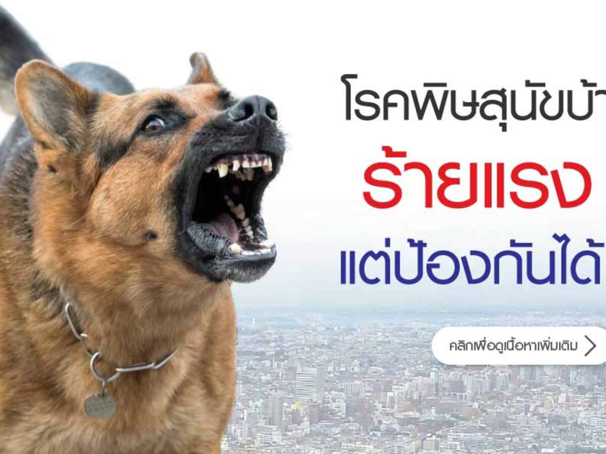 6103-dog-01-1200x900