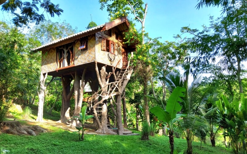 Tarzan-treehouse-800-s