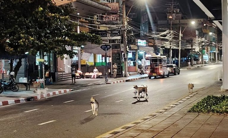 stray-dogs4.jpg.7cea2b5555623dc5998661fef4520c9b