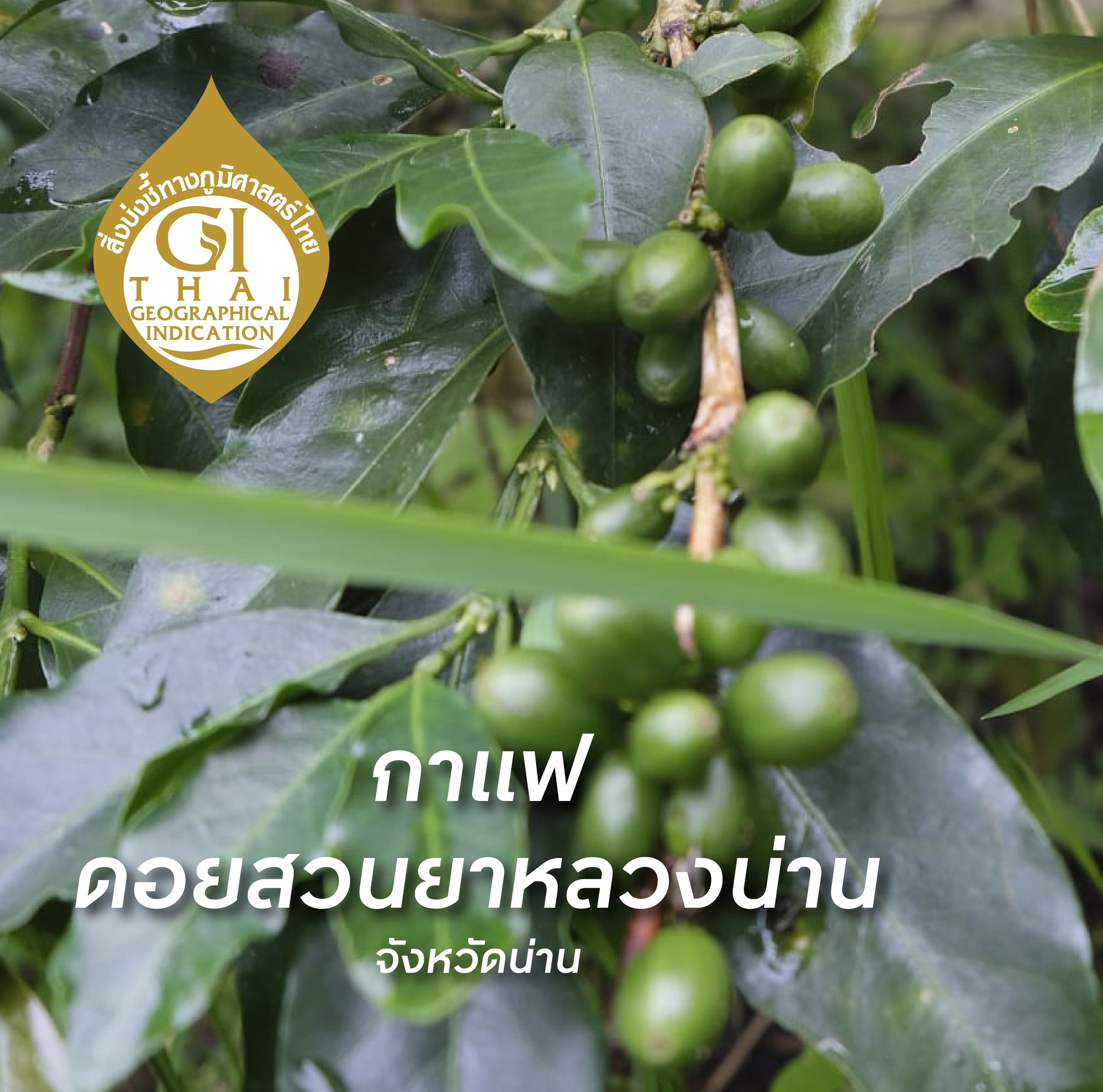 518384056_1151102077050588_4065851751087380611_n