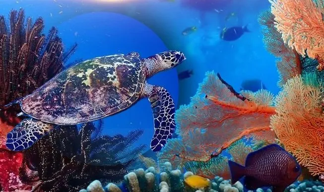 Coral-reefs-Similan-Islands-photo-TV-Channel-7-e1769070379989