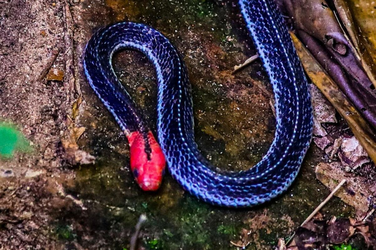 Guide-Article-Template-81