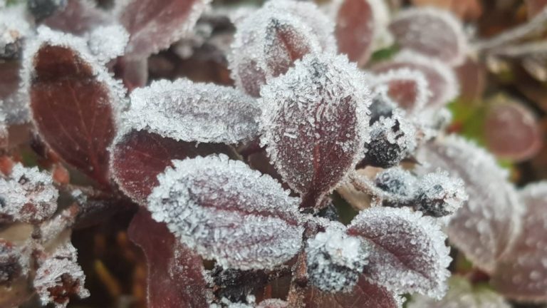 dFQROr7oWzulq5Fa7HSmrk3QaJg5SiWL8UEFX0cgmqahbHkEyDwpLcZNVE2sCClT1Zq