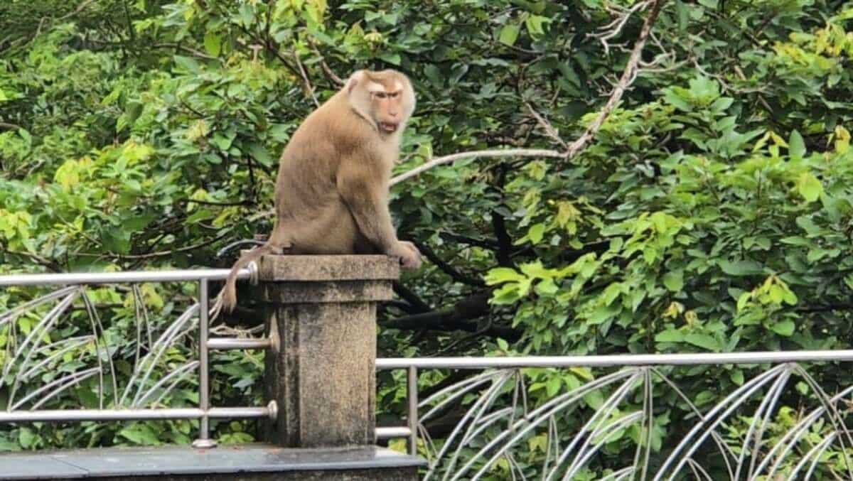 monkey-1