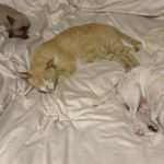 621727001_1460740628948010_565755658938386948_n