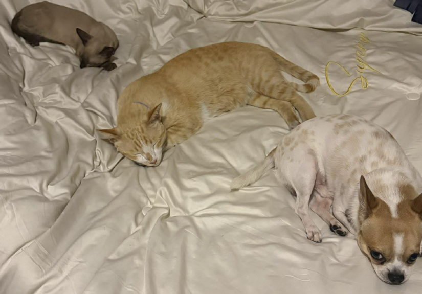 621727001_1460740628948010_565755658938386948_n