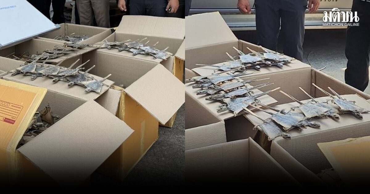 ตุ๊กแก01