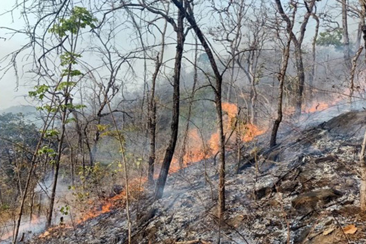 เผาป่า1-103