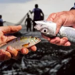 MA5k6EbvT8JtdIEE9oIP