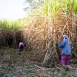93969946 - harvest sugarcan in cool season in agriculture life