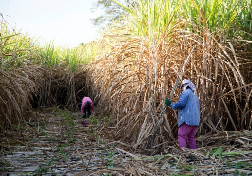 93969946 - harvest sugarcan in cool season in agriculture life