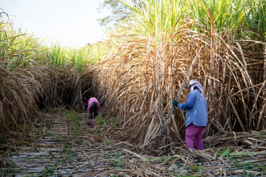 93969946 - harvest sugarcan in cool season in agriculture life